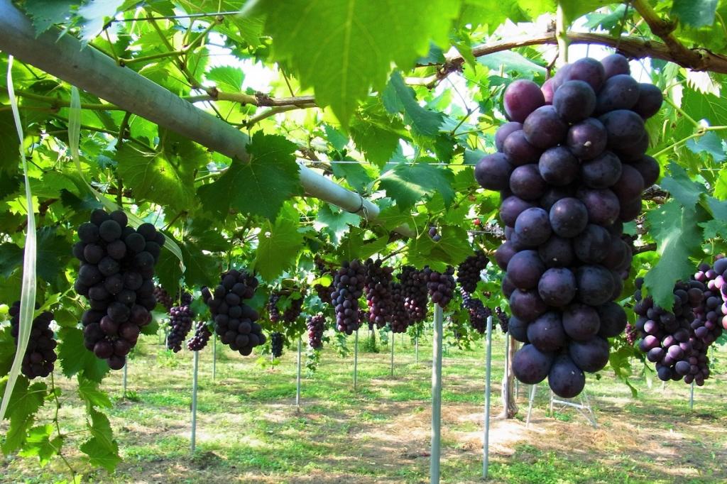 スパリゾートハワイアンズ